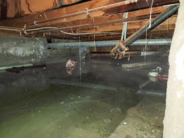 Best Carpet water damage restoration  in Evergreen, AL