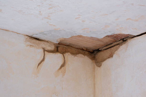 Best Professional water damage repair  in Evergreen, AL
